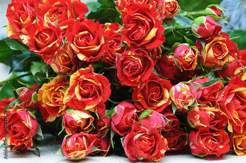Bouquet of red-yellow rose floribunda buds.