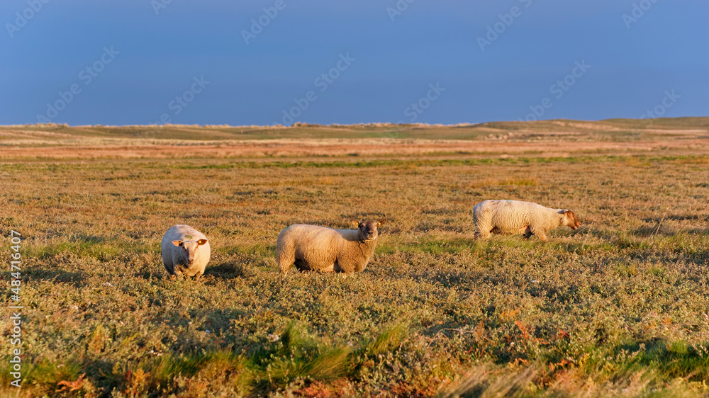 Fototapeta premium Herd of Sheep in saltmarshes. Bricqueviile-sur-Mer village