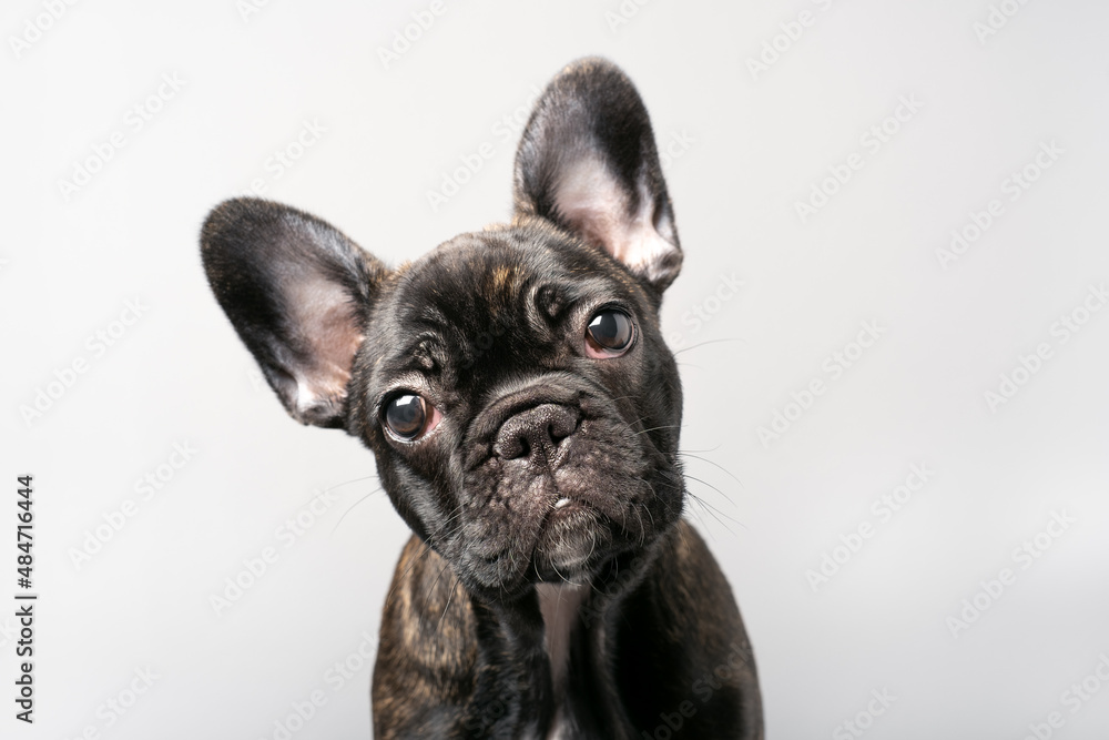 Positive Puppy of French Bulldog. Female Puppy dog look above the camera.