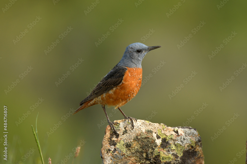 Roquero rojo en la sierra abulense (Avila) España, en primavera Roquero rojo en la sierra abulense (Avila) España, en primavera