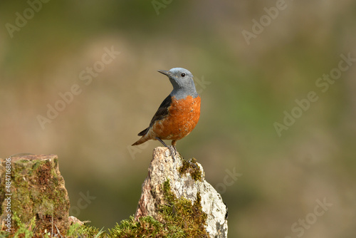 Roquero rojo en la sierra abulense (Avila) España, en primavera