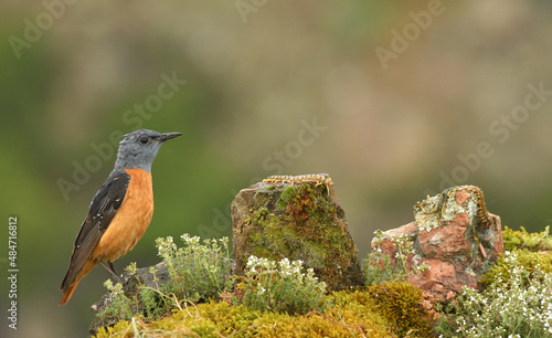 Roquero rojo en la sierra abulense (Avila) España, en primavera