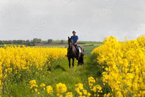 Ausritt im Raps, Reiter mit schwarzen Warmblut Pferd zwischen zwei Rapsfeldern in voller gelber Blüte © Tattiliana