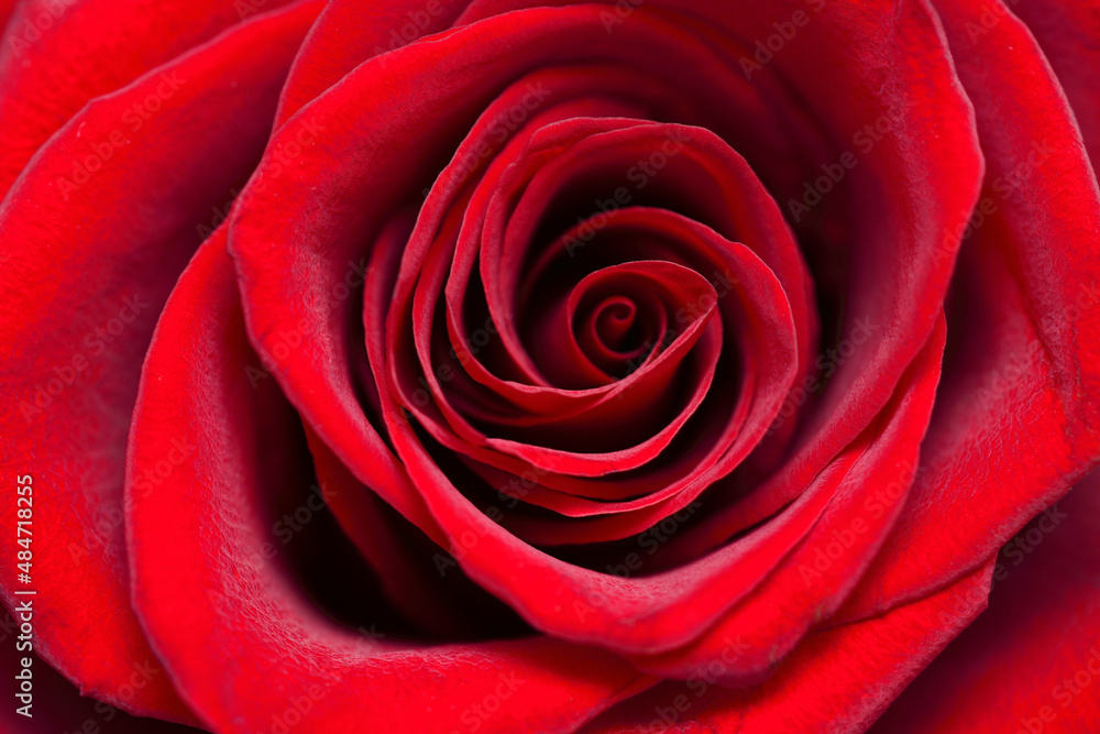 Fototapeta premium Scarlet rose - a symbol of love and passion