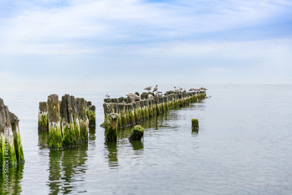 A row of wooden breakwaters overgrown with green algae goes into the distance. Several seagulls settled on them, the sea is calm. Seascape