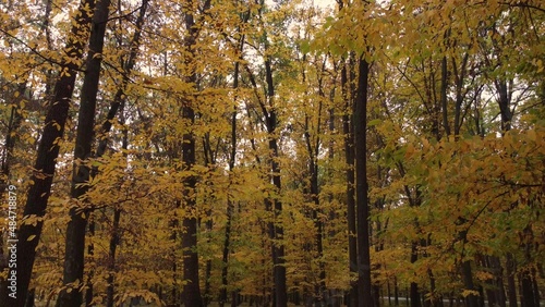 Autumn forest landscape, yellow leaves of trees slowly swaying in the wind.