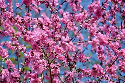 Pink flowers bloom on peach tree at spring in garden against blue sky. Spring blooming in fruit orchard, abstract background. Selective focus.