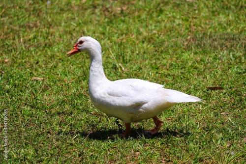 A beautiful duck walking across the lawn.
