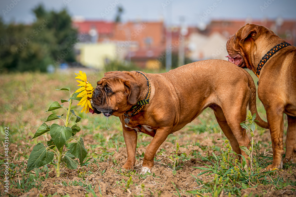 French Mastiff, Bordeaux Great Dane. French Mastiff, Bordeaux Great Dane.