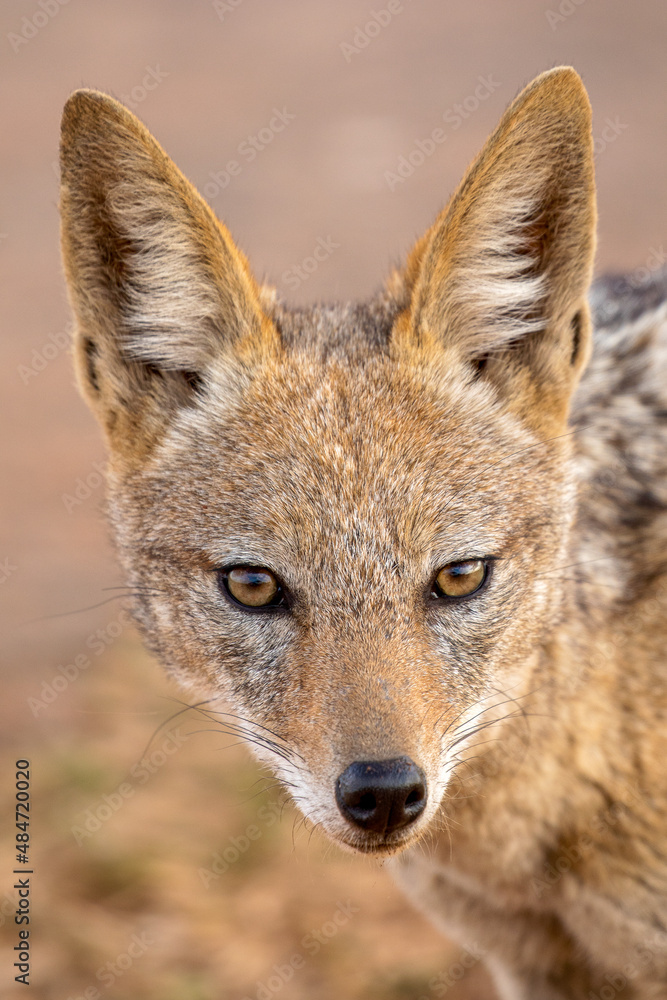Black-backed Jackal, South Africa Black-backed Jackal, South Africa