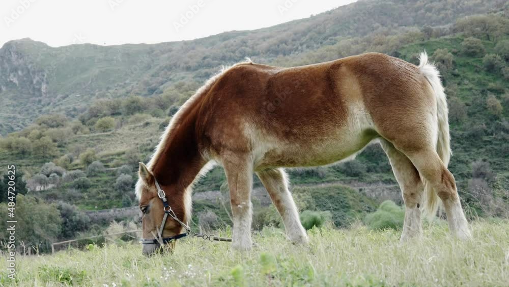 Brown horse grazing grass in a pasture. Portrait of mare eating in meadow in mountain landscape.
Brown horse grazing grass in a pasture. Portrait of mare eating in meadow in mountain landscape.