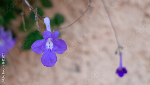 Spring blue flower. Streptocarpus saxorum. Plant native to Africa. photo