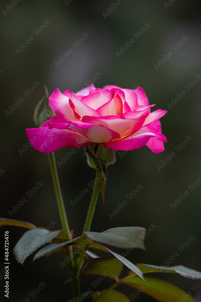 Pink tea rose with dew drops, Valentines background, natures beauty concept
