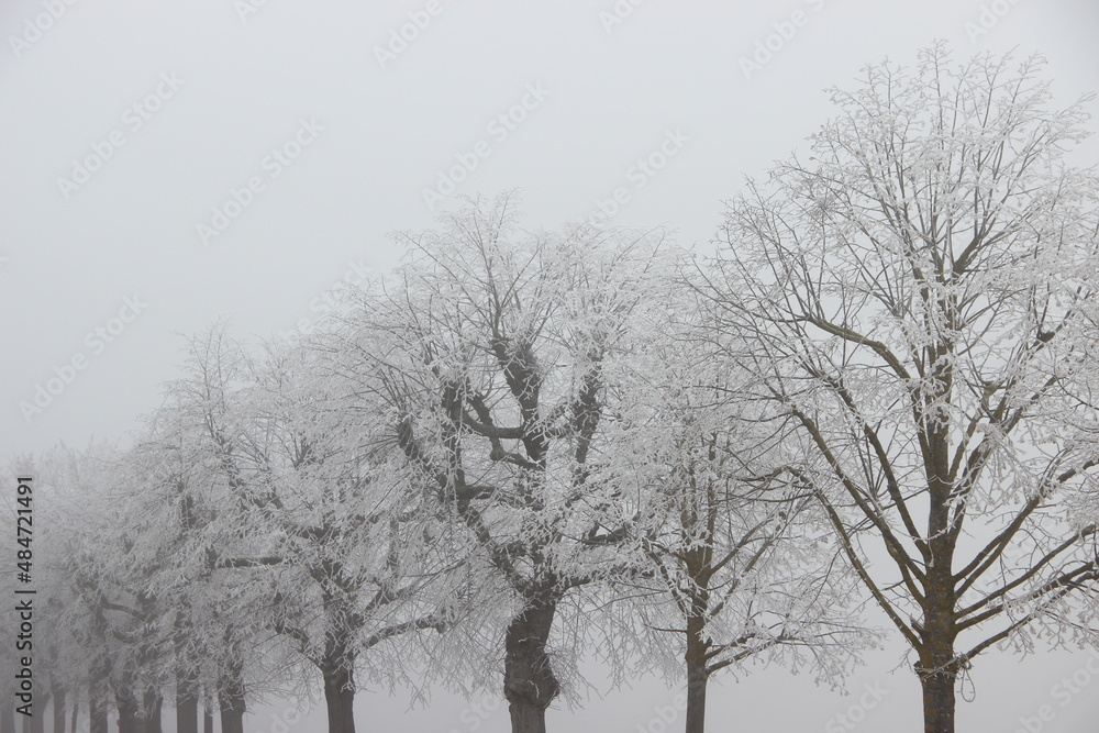 allée d'arbres en hiver sous le gel et le brouillard allée d'arbres en hiver sous le gel et le brouillard