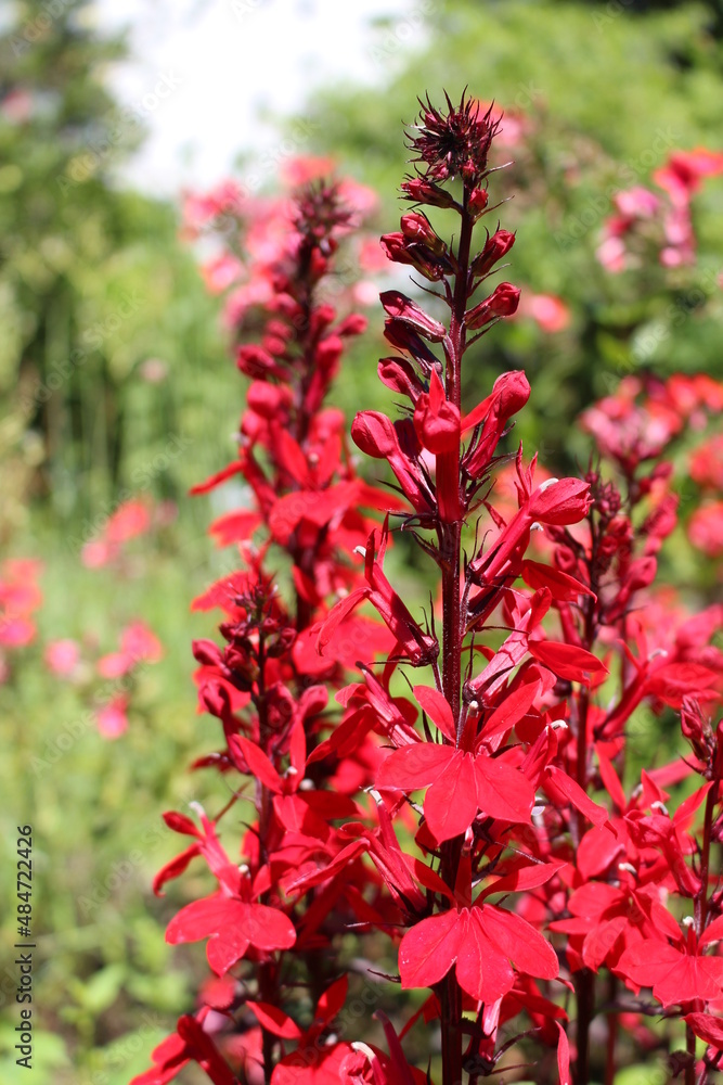 Red Red