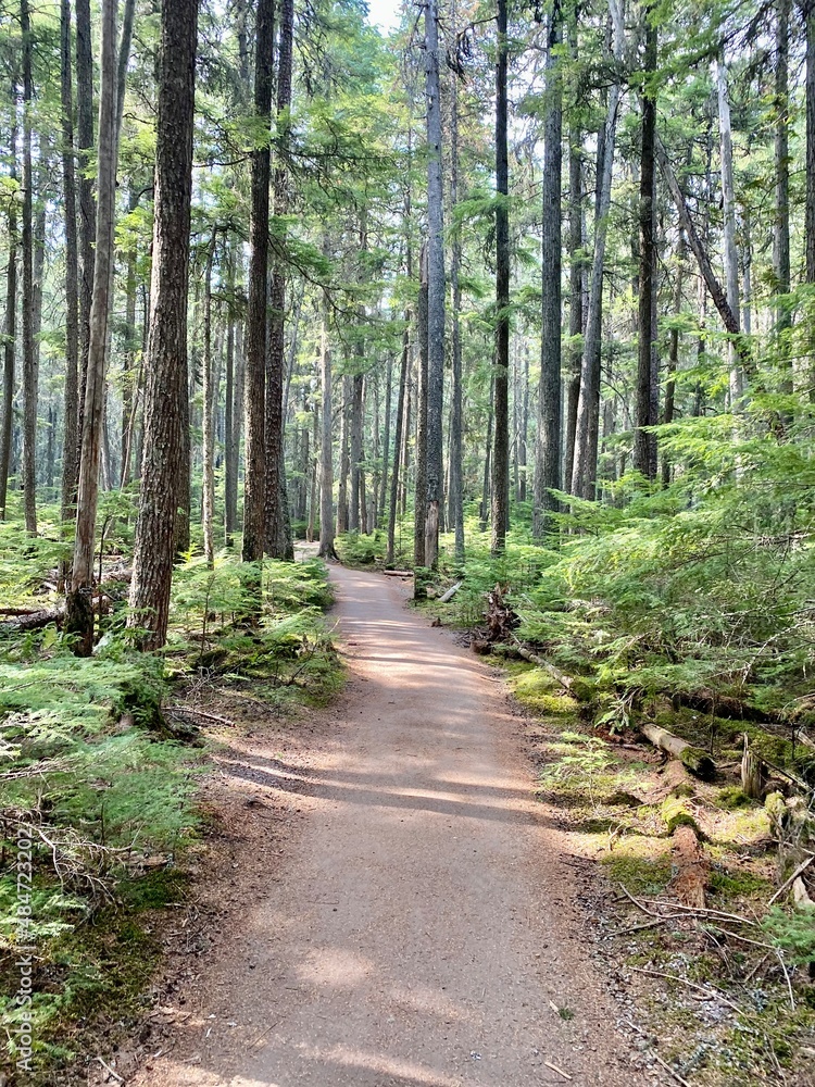 Fototapeta premium Forest trail