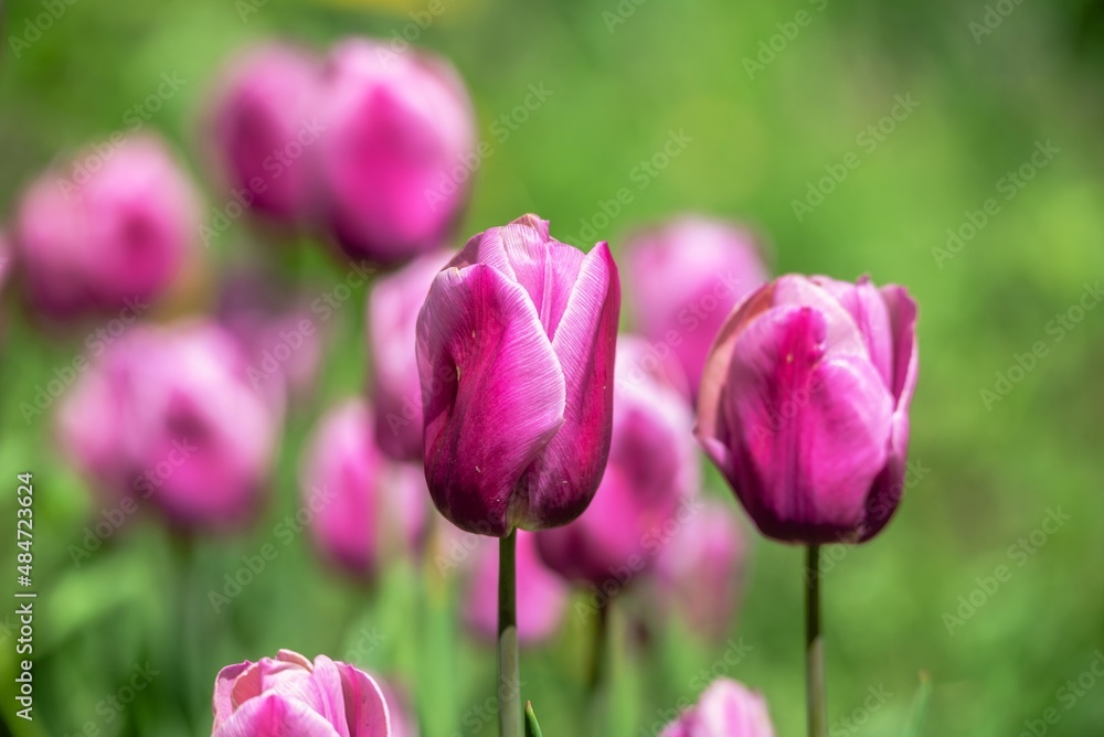 Tulips of the Kropyvnytskyi arboretum, Ukraine