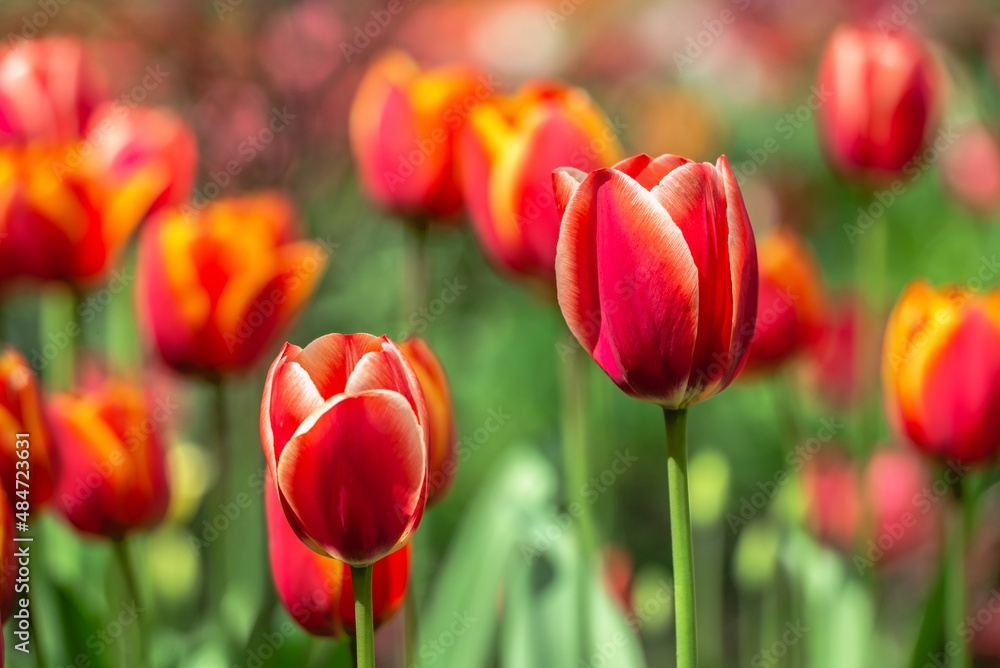 Tulips of the Kropyvnytskyi arboretum, Ukraine