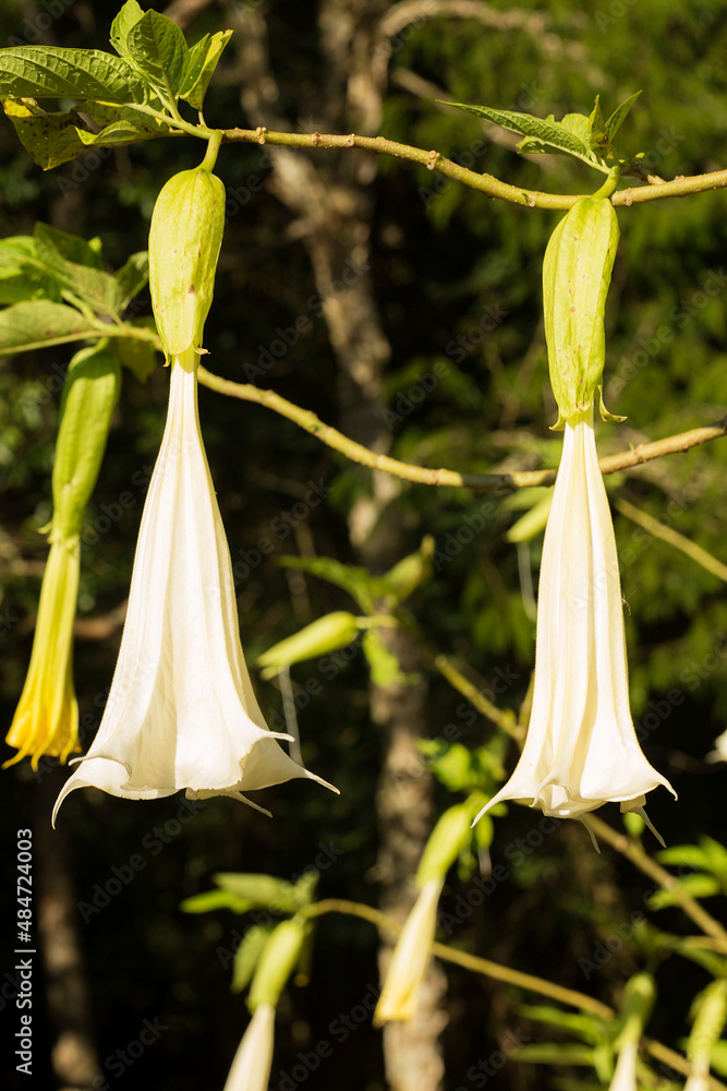 Brugmansia suaveolens , a trombeta de anjo branco do Brasil , também ...