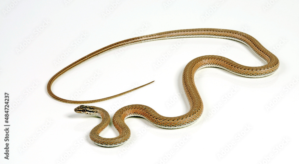 Forskals Sandrennnatter // Schokari sand racer (Psammophis schokari) Forskals Sandrennnatter // Schokari sand racer (Psammophis schokari)
