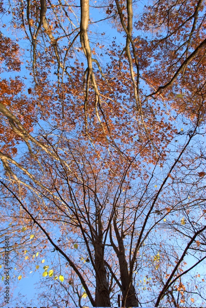 Photography of forests and trees in the middle of beautiful landscapes on a SLR camera in pleasant lighting Photography of forests and trees in the middle of beautiful landscapes on a SLR camera in pleasant lighting