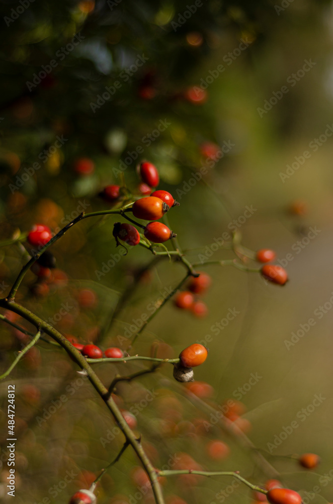 red and ripe rose hips red and ripe rose hips