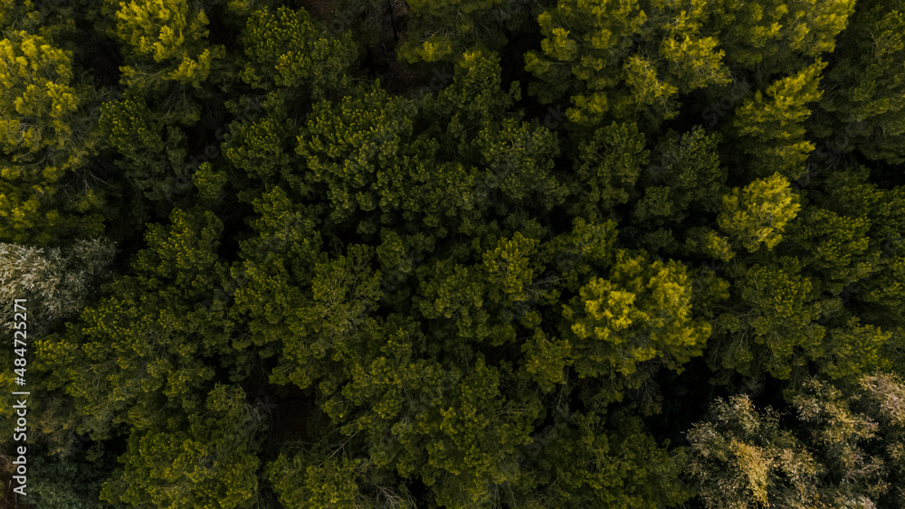 Aerial view of the tops of some pines