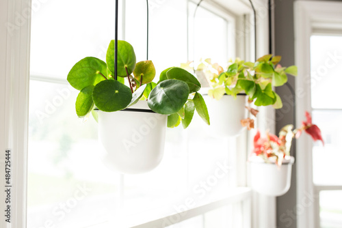 Foto Three Potted Houseplants Hanging in a Sunny Window