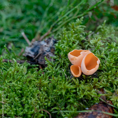 Aleuria aurantia fungus, also known as the orange peel mushroom	