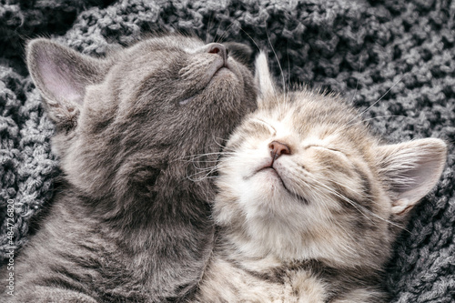 Couple kittens in love sleep nap on soft knitted gray blanket. Cats pets Animal sleep Comfortable at cozy home. Portrait cats rest in bed. Feline love hug friendship on Valentine day.