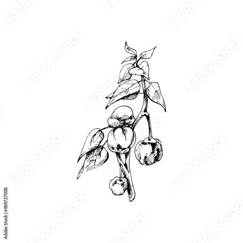 Branch of habanero plant with leaf and pepper. Vintage vector hatching