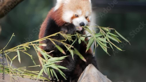 Red panda eating bamboo peacefully