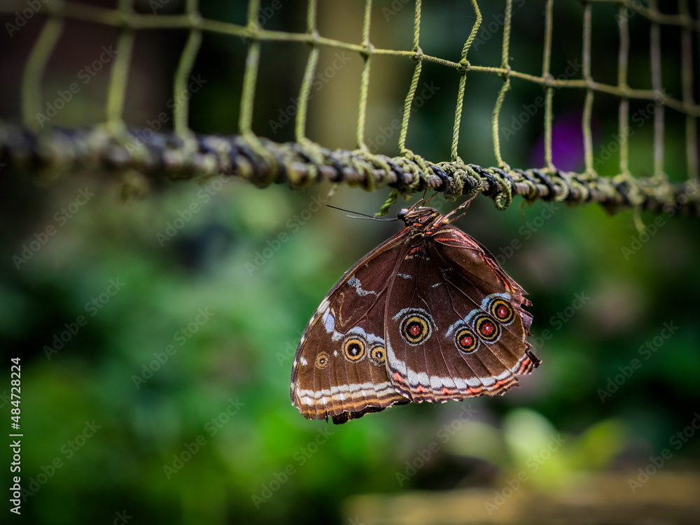 Fototapeta premium Morpho peleides, the Peleides blue morpho, common morpho or the emperor is an iridescent tropical butterfly found in Mexico, Central America, northern South America, Paraguay and Trinidad.