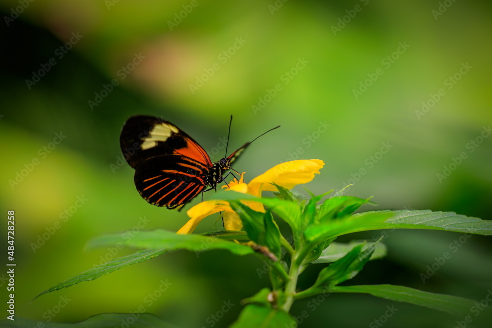 Beautiful neotropical butterfly on yellow flower in natural environment of the green forest. Heliconius erato lativitta, Red Postman Butterfly. Beautiful neotropical butterfly on yellow flower in natural environment of the green forest. Heliconius erato lativitta, Red Postman Butterfly.