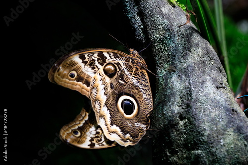 Caligo telamonius memnon, known as the Giant owl or Pale owl. This subspecies can be found in rainforests and secondary forests from Mexico to the Amazon rainforest in South America.