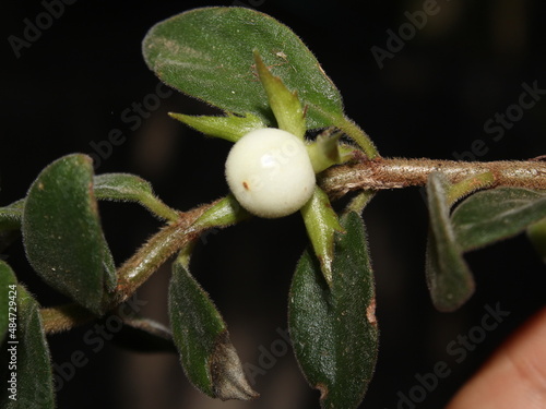 White fruits of the gesneriad Columnea tulae from Costa Rica photo