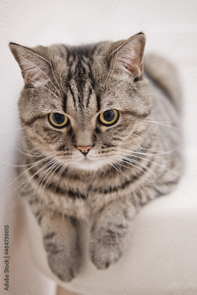 Cute grey cat lies on a soft ottoman with hanging paws