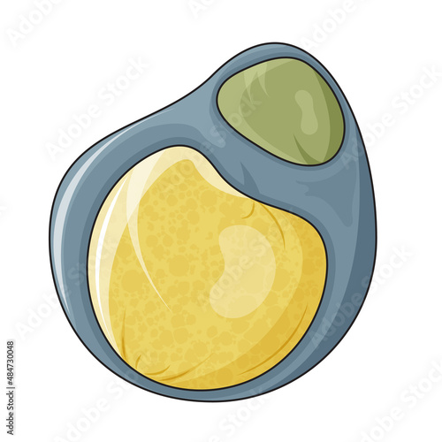 Simple White Adipocyte Structure with Monolocular Lipid Droplet, Detailed Vector Illustration on White Background for Biology, Medical Education, and Obesity Research. photo