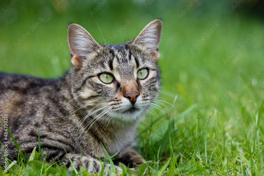 Portrait of a brown tabby cat with green eyes, on the lawn, outside in the garden