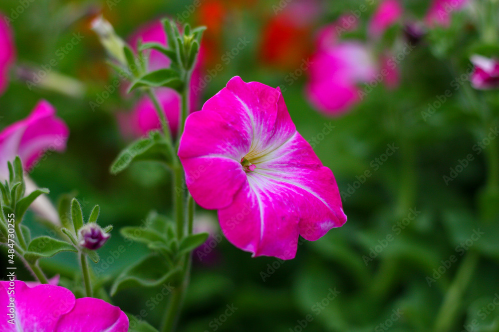 Obraz premium A close up of a Rose Morn Petunia, Single Grandiflora, rose pink and white flowers, blooms from spring to summer. 