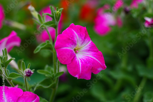 A close up of a Rose Morn Petunia  Single Grandiflora  rose pink and white flowers  blooms from spring to summer. 