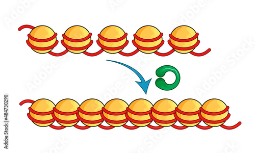 Chromatin modification for gene silencing in molecular biology illustration.