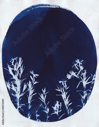Cyanotype - Phlox - Oval Frame