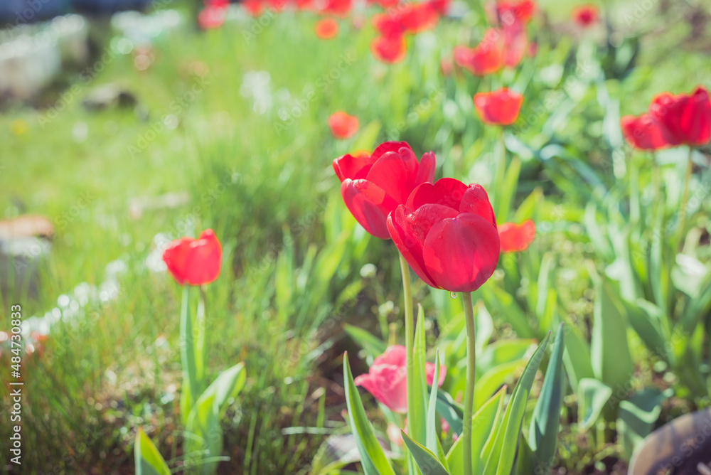 Abundance of red tulips in the meadow. Abundance of red tulips in the meadow.