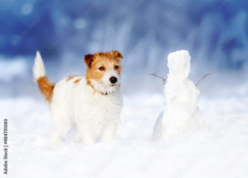 Cute happy calm pet dog puppy looking in the snow with a snowman in winter. Christmas, holiday concept. Cute happy calm pet dog puppy looking in the snow with a snowman in winter. Christmas, holiday concept.
