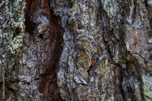 Photograph of a part of the trunk of a tree.