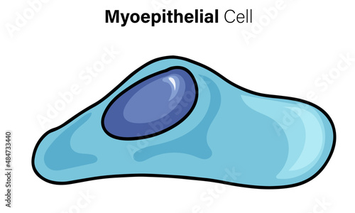 Myoepithelial Cell Biology, Detailed Vector Illustration of Mammary Gland Cell on White Background for Scientific Education and Research.
