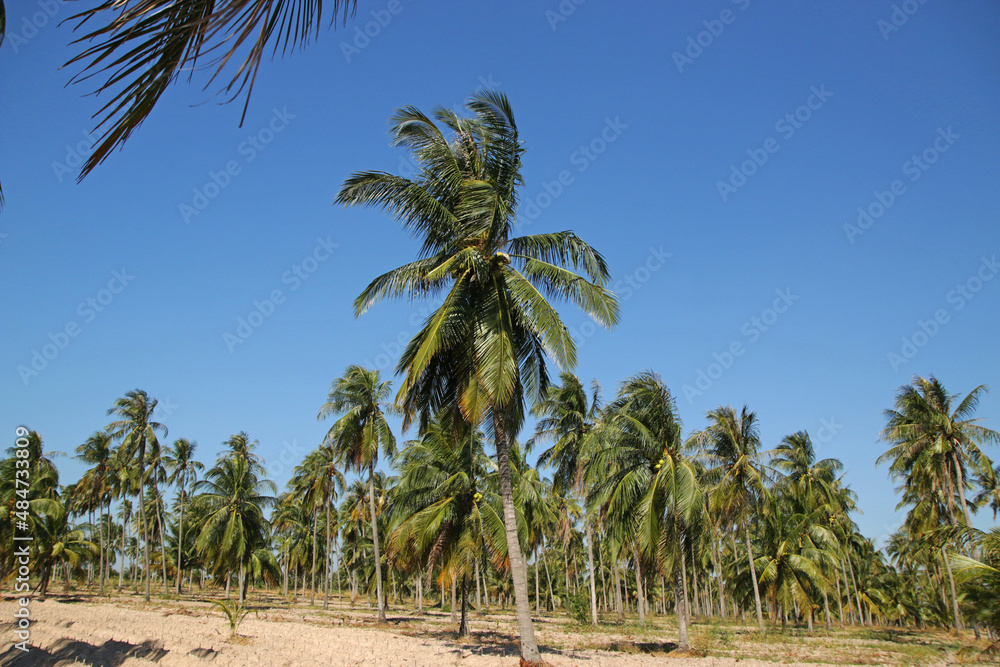 The coconut planted along the line rice field is a beautiful arrangement, can be used to sell coconut to supplement.
