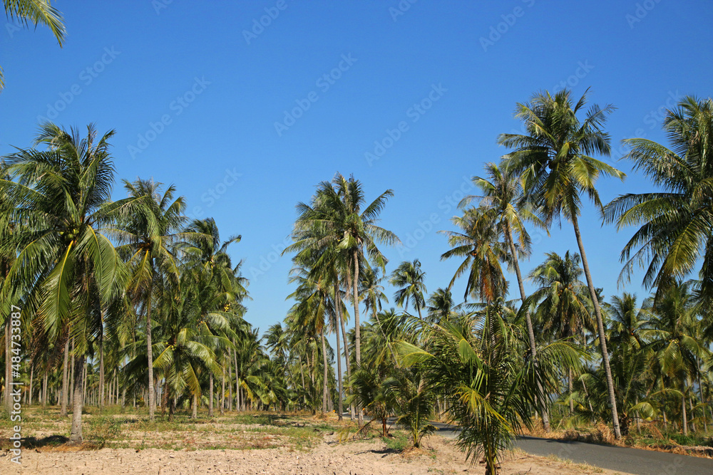 The coconut planted along the line rice field is a beautiful arrangement, can be used to sell coconut to supplement. The coconut planted along the line rice field is a beautiful arrangement, can be used to sell coconut to supplement.