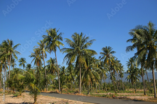 The coconut planted along the line rice field is a beautiful arrangement, can be used to sell coconut to supplement.